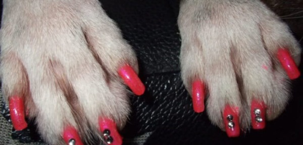 Inspirações de Unhas de Cachorro para Homenagear Seu Pet Favorito