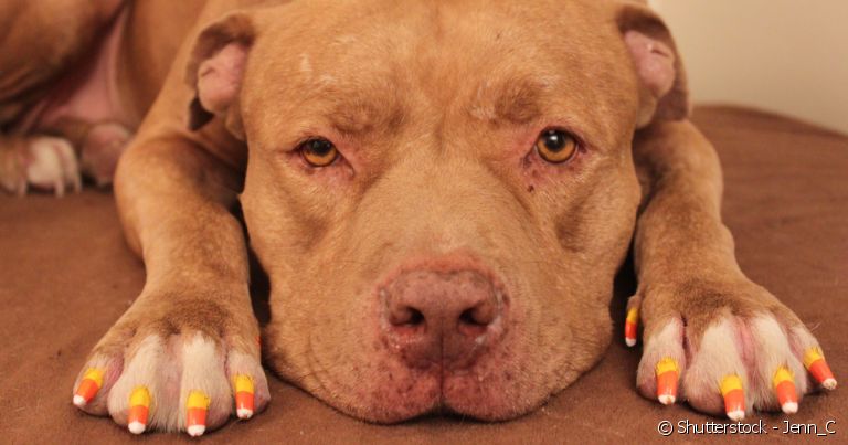 Guia Completo de Ferramentas para Nail Art Pet