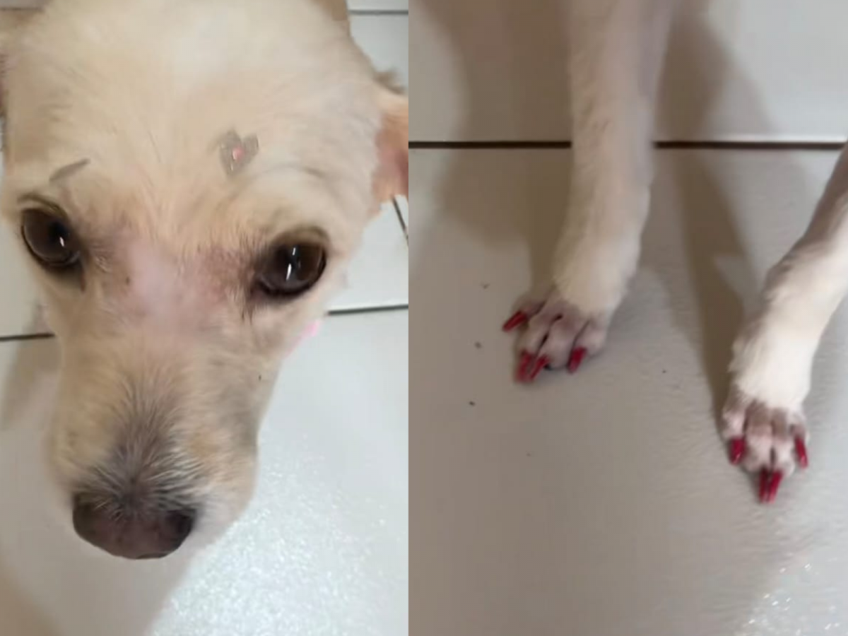 Inspirações de Unhas de Cachorro para Homenagear Seu Pet Favorito