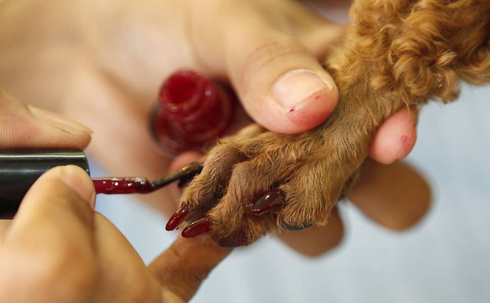 Guia Completo de Ferramentas para Nail Art Pet