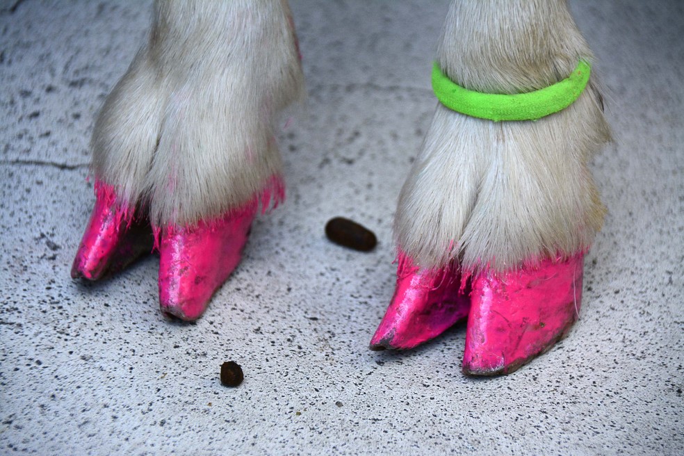 Adesivos ou Carimbos: Qual a Melhor Opção para Unhas de Cachorro?