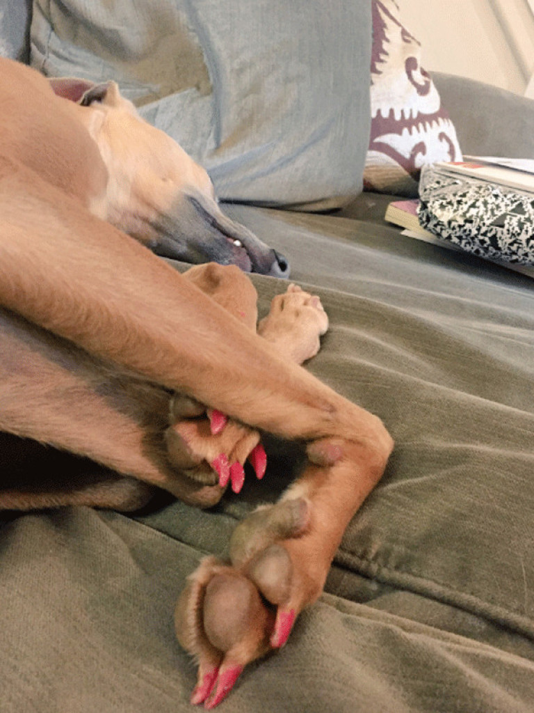 Inspirações de Unhas de Cachorro para Homenagear Seu Pet Favorito