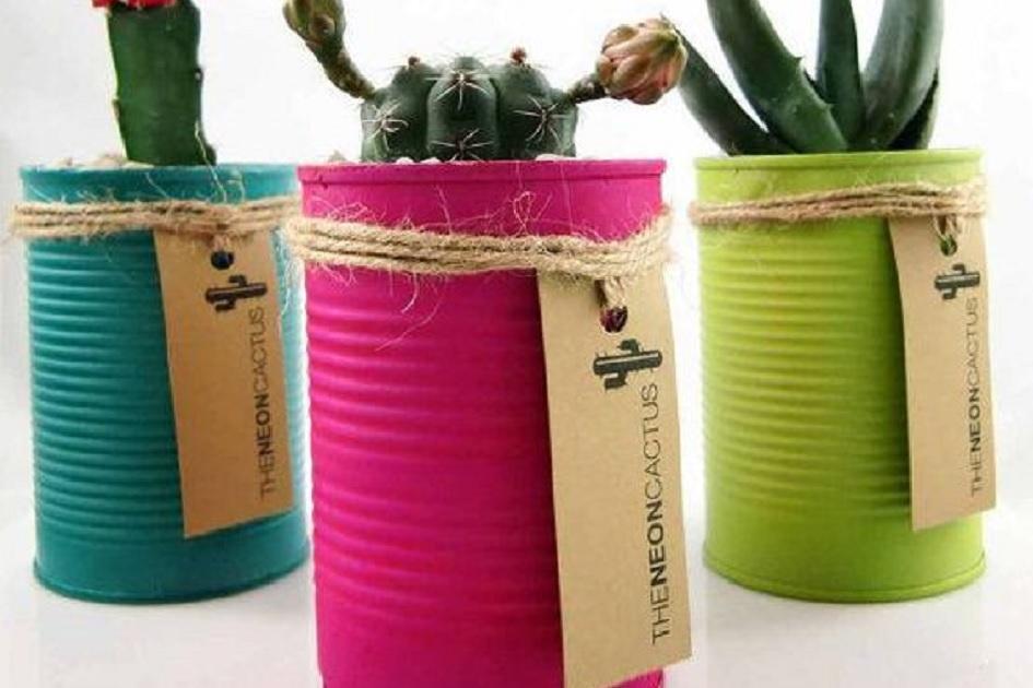 Melhores Suculentas para Vasos Pequenos e Rasos