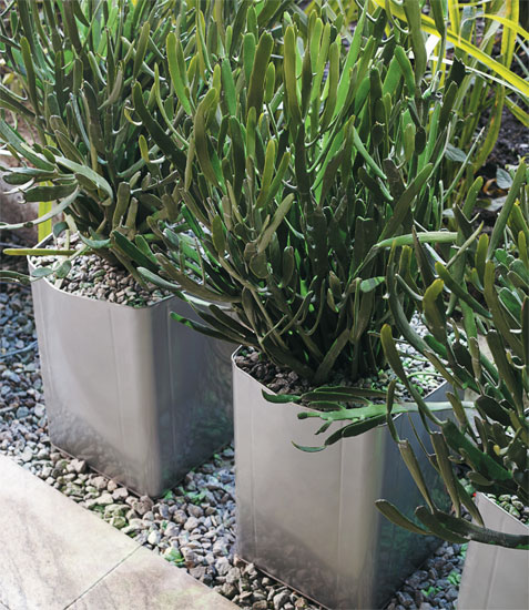 Como Escolher as Melhores Plantas para Seu Vaso de Lata Reciclado