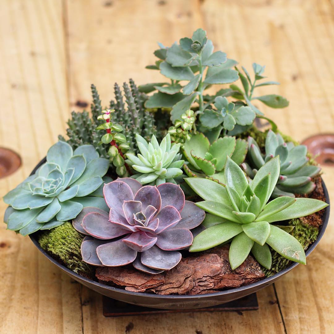 vasos para suculentas