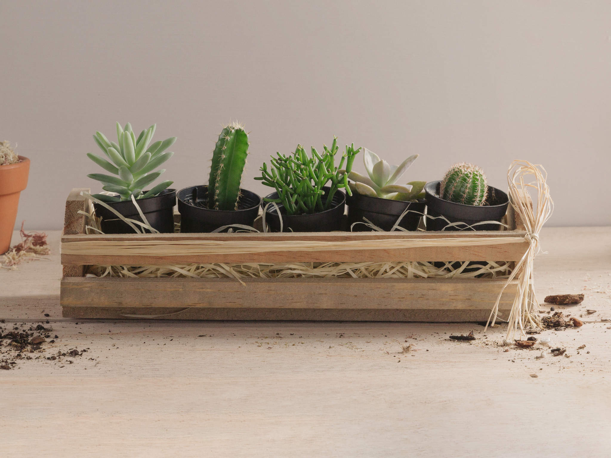 vasos de plástico para suculentas duráveis