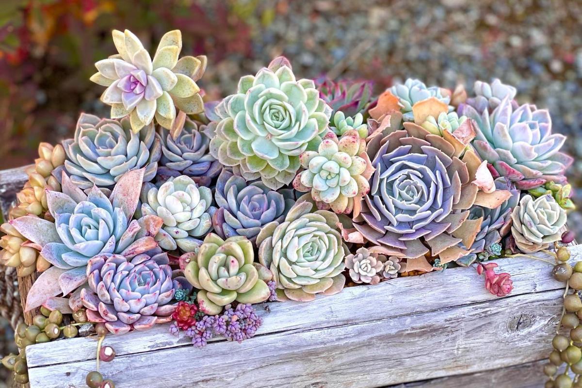 onde comprar vasos de cerâmica para suculentas