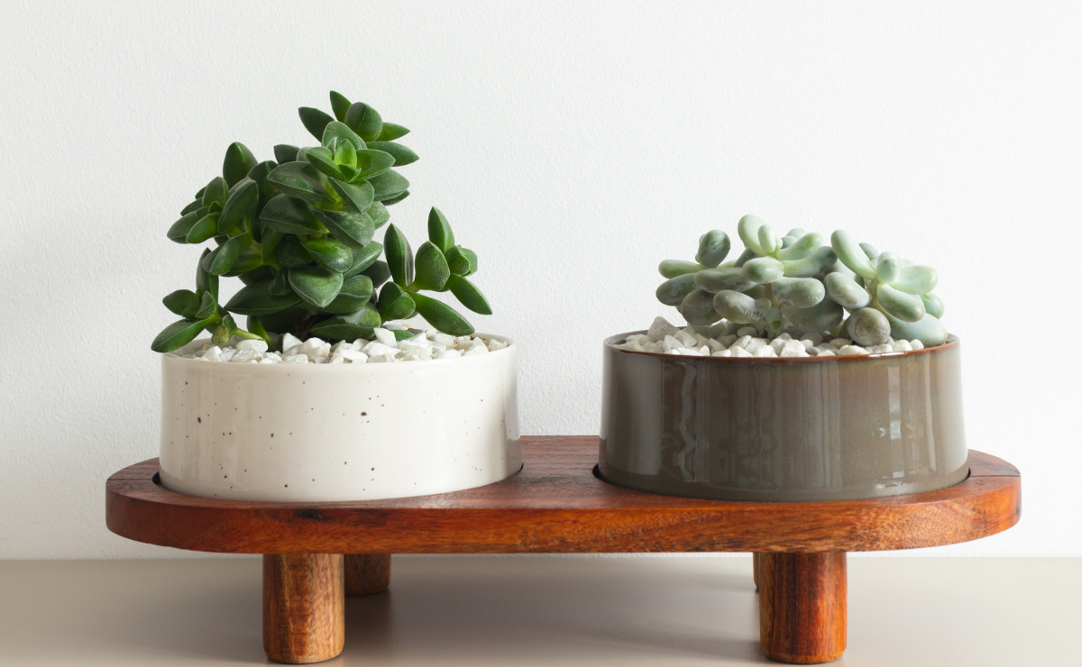 vasos de cimento para suculentas minimalistas