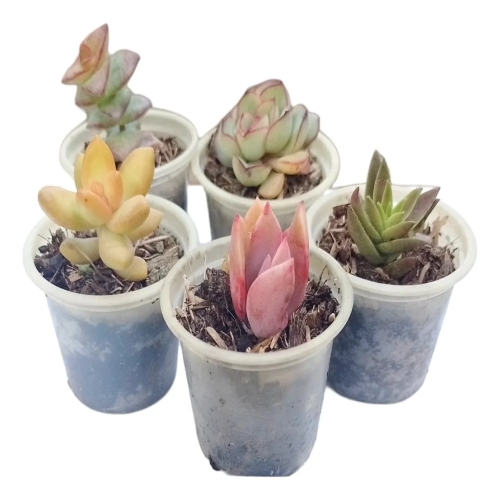 vasos personalizados impressão 3D para suculentas