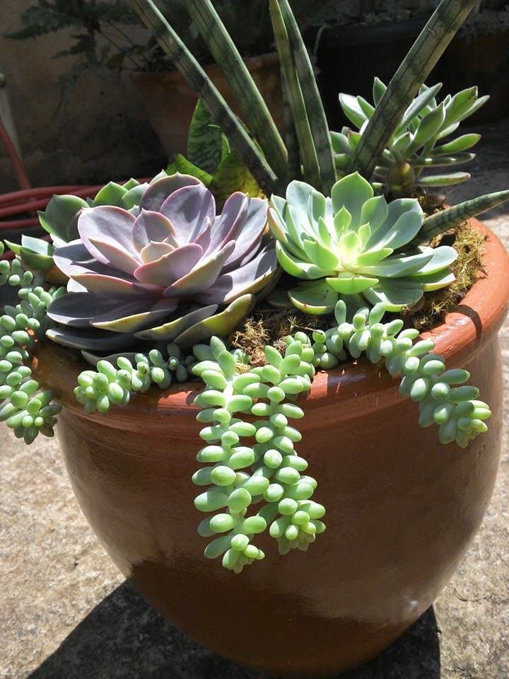 vasos para suculentas