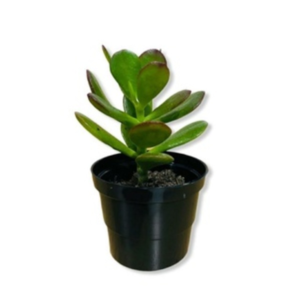 vasos personalizados impressão 3D para suculentas