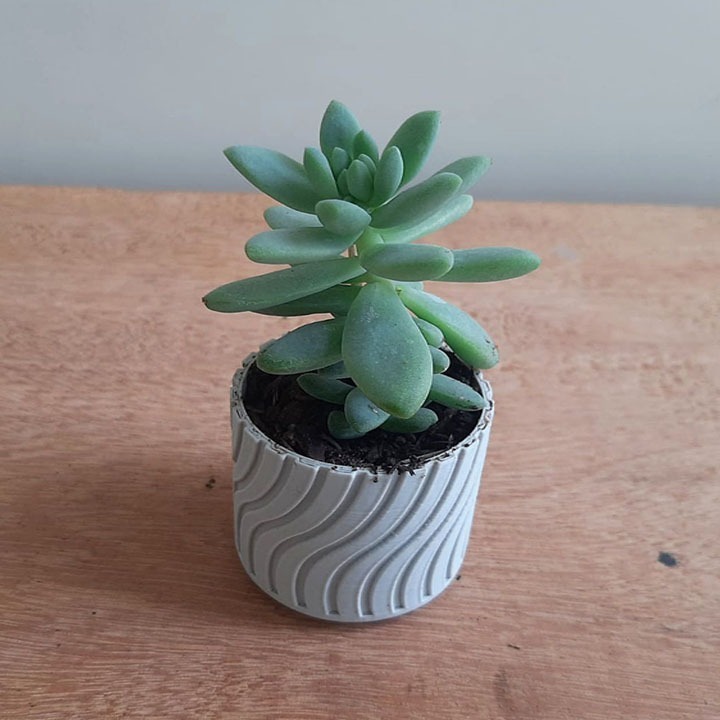 onde comprar vasos de cerâmica para suculentas