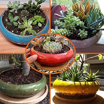 vasos de cimento para suculentas minimalistas