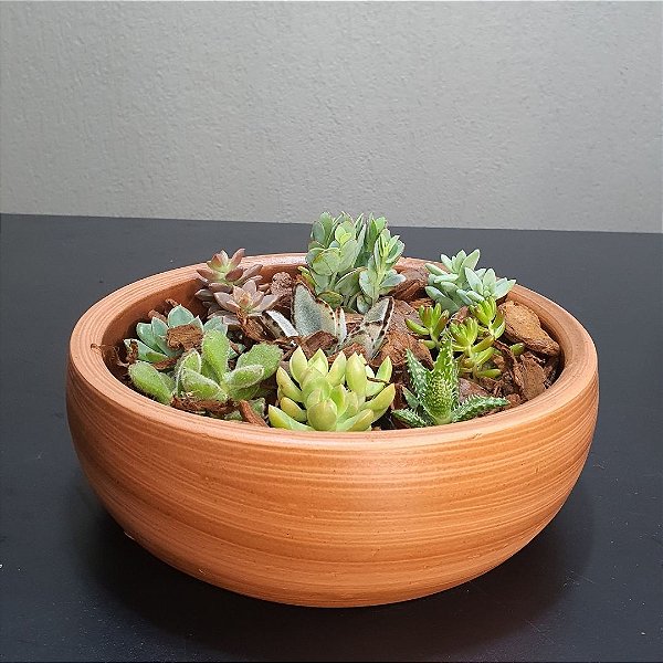 melhores vasos para suculentas em barro