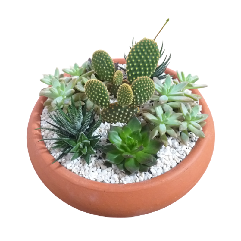 onde comprar vasos de cerâmica para suculentas