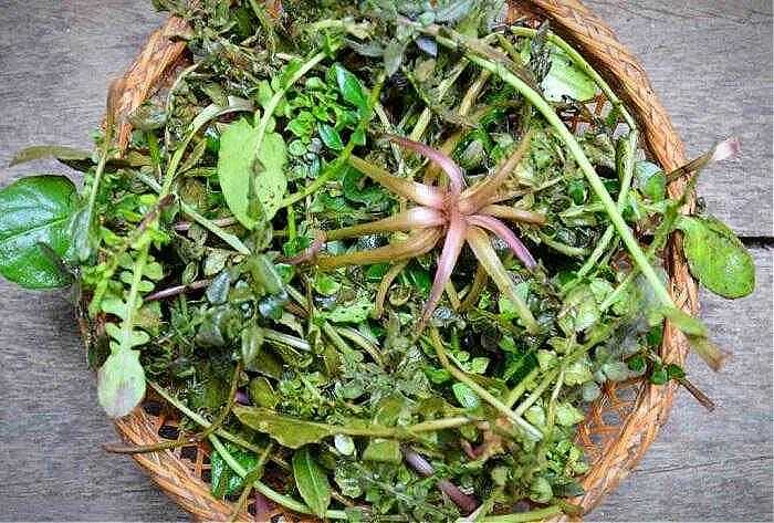 benefícios dos vegetais na dieta mediterrânea grega