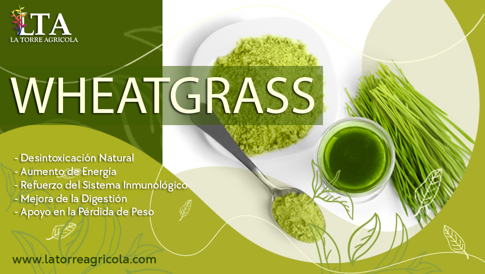 wheatgrass benefcios