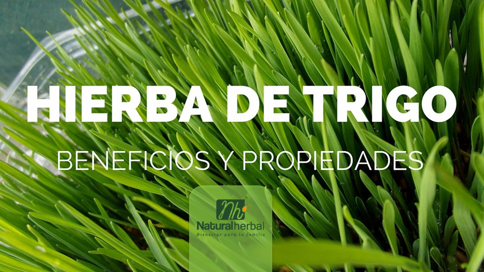 Como Cultivar Grama de Trigo em Casa: Guia Completo para Iniciantes