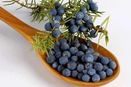 Guia Completo para Comprar Zimbro: Onde Encontrar e Qualidade