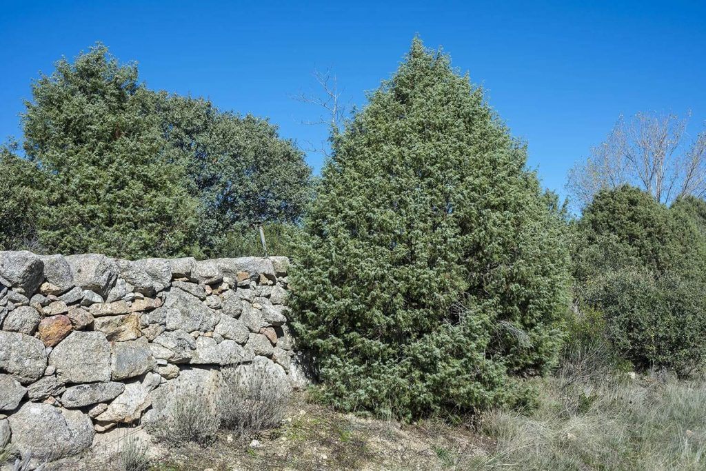 Zimbro e Gin: A História e a Química por Trás do Sabor Característico