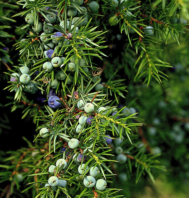 Receitas com Zimbro: Da Carne de Caça ao Gin Tônica Perfeito